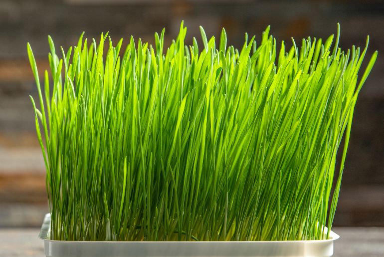 Lessons from Planting Jau/Barley: Growth and Resilience