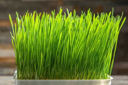 Lessons from Planting Jau/Barley: Growth and Resilience